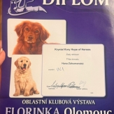 kory olomouc